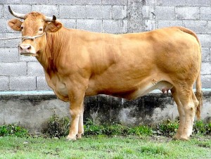 "Anduriña Chaxiraxi", una de las vacas presuntamente nacionalizadas canarias de forma fraudulenta.