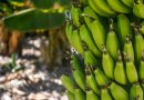 La Inspección de Trabajo investiga a un hombre por emplear turistas en su finca de plátanos