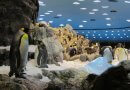 La ola de calor convierte al pingüinario de Loro Parque en el punto más visitado de Canarias